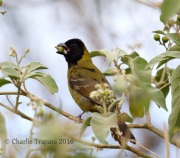 6S3A0561Crimson-collared_Grosbeak