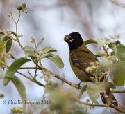 6S3A0562Crimson-collared_Grosbeak