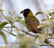 6S3A0576Crimson-collared_Grosbeak