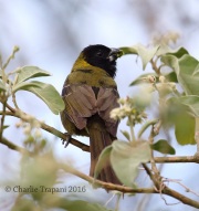 6S3A0580Crimson-collared_Grosbeak