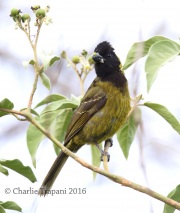 6S3A0600Crimson-collared_Grosbeak