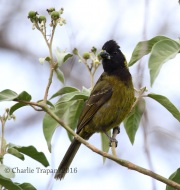 6S3A0601Crimson-collared_Grosbeak