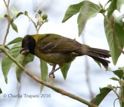 6S3A0613Crimson-collared_Grosbeak