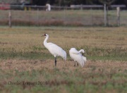 6S3A0641Whooping_Crane