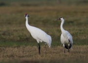 6S3A0653Whooping_Crane