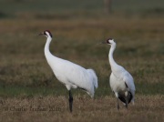 6S3A0654Whooping_Crane