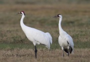 6S3A0656Whooping_Crane