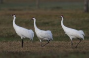 6S3A0662Whooping_Crane