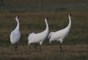 6S3A0663Whooping_Crane