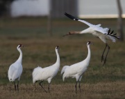 6S3A0664Whooping_Crane