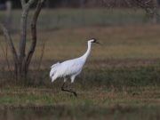 6S3A0672Whooping_Crane