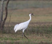 6S3A0673Whooping_Crane