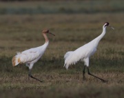 6S3A0675Whooping_Crane