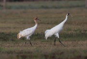 6S3A0676Whooping_Crane