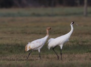 6S3A0678Whooping_Crane