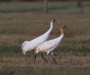 6S3A0681Whooping_Crane