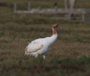 6S3A0693Immature_Whooping_Crane