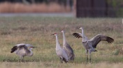 6S3A0707Sandhill_Cranes