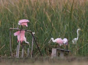 6S3A0747Roseate_Spoonbills