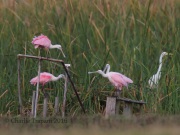 6S3A0759Roseate_Spoonbills