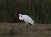 6S3A0761Whooping_Crane