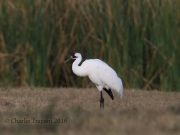 6S3A0768Whooping_Crane
