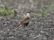6S3A0814Immature_Crested_Caracara