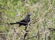 6S3A9849Groove-billed_Ani