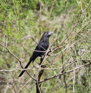 6S3A9852Groove-billed_Ani