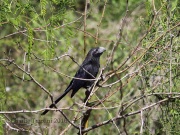 6S3A9855Groove-billed_Ani