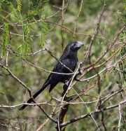 6S3A9856Groove-billed_Ani