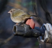 6S3A9865Olive_Sparrow