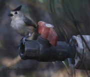6S3A9872Black-crested_Titmouse