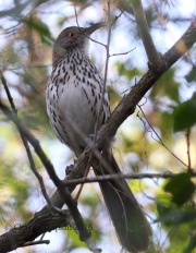 6S3A9890Long-billed_Thrasher