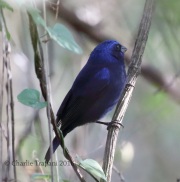 6S3A9899Blue_Bunting