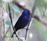 6S3A9900Blue_Bunting