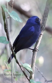 6S3A9901Blue_Bunting