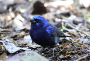 6S3A9907Blue_Bunting