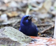 6S3A9916Blue_Bunting