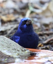6S3A9925Blue_Bunting