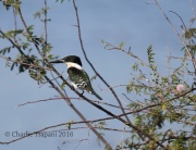 6S3A9957Green_Kingfisher