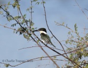 6S3A9961Green_Kingfisher