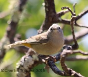 6S3A1363Colima_Warbler