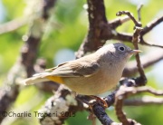 6S3A1365Colima_Warbler