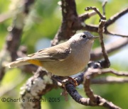 6S3A1369Colima_Warbler