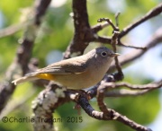 6S3A1371Colima_Warbler