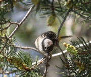 6S3A1380Colima_Warbler