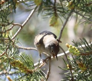 6S3A1381Colima_Warbler