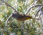 6S3A1385Colima_Warbler