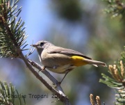 6S3A1391Colima_Warbler